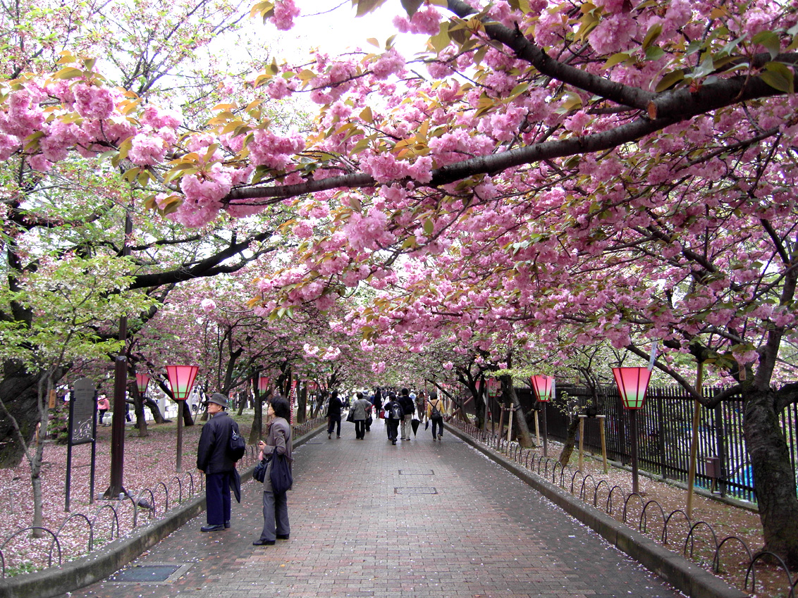 Primavera en Japón 2018